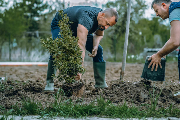 The Steps Involved in Our Tree Care Process in Cottage Grove, MN